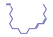 Bombykol insect pheromone molecule, illustration