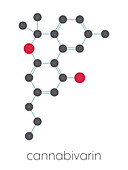 Cannabivarin cannabinoid molecule, illustration