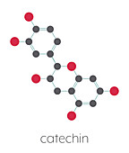 Catechin herbal antioxidant molecule, illustration