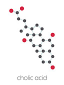 Cholic acid molecule, illustration