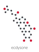 Ecdysone insect moulting prohormone molecule, illustration