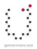 Gamma-linolenic acid molecule, illustration