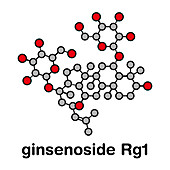 Ginsenoside Rg1 ginseng molecule, illustration