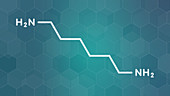 Hexamethylenediamine molecule, illustration