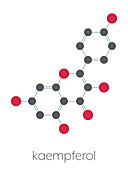 Kaempferol antioxidant molecule, illustration
