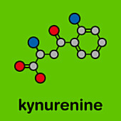 Kynurenine molecule, illustration