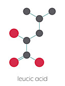 Leucic acid molecule, illustration