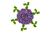 B cell and antibodies, illustration