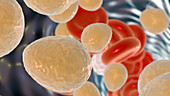 Candida auris fungi in bloodstream, illustration