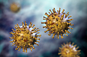 Chickenpox virus, illustration