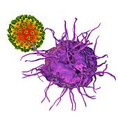 Interaction between virus and dendritic cell, illustration