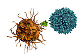 Dendritic cell presenting antigen to T cell, illustration
