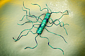 Listeria monocytogenes bacterium, illustration