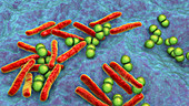 Mycobacterium and Streptococcus bacteria, illustration