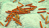 Tuberculosis bacteria, illustration