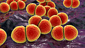 Streptococcus pneumoniae bacteria, illustration