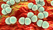 Streptococcus pneumoniae bacteria, illustration