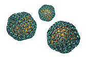 Rift Valley fever virus particles, illustration