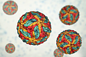 St. Louis encephalitis virus particles, illustration