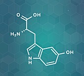 5-Hydroxytryptophan amino acid molecule, illustration