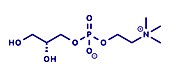 Alpha-GPC molecule, illustration