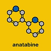 Anatabine alkaloid molecule, illustration