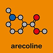 Arecoline areca nut stimulant compound, illustration