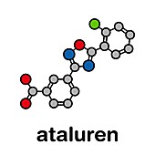 Ataluren genetic disorder drug, illustration
