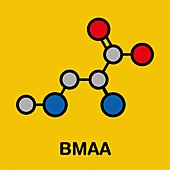 BMAA toxic amino acid molecule, illustration