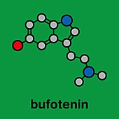 Bufotenin molecule, illustration