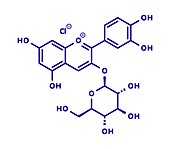 Chrysanthemin plant pigment molecule, illustration