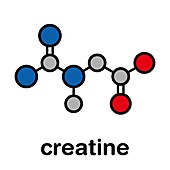 Creatine molecule, illustration