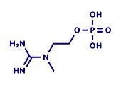 Creatinol-O-Phosphate molecule, illustration