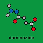 Daminozide plant growth regulator molecule, illustration