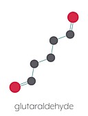 Glutaraldehyde disinfectant molecule, illustration