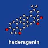 Hederagenin common ivy molecule, illustration