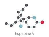 Huperzine A alkaloid molecule, illustration