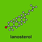 Lanosterol molecule, illustration