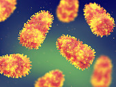 Rabies viruses, illustration