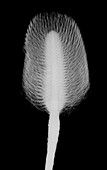 Sugar bush flower (Protea sp.), X-ray