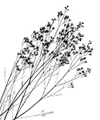 Waxflower (Chamelaucium uncinatum), X-ray