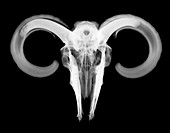 Ram skull with horns, X-ray