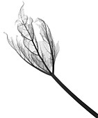 Rhubarb leaf (Rheum sp.) , X-ray