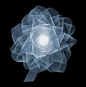 Fabric rosette, X-ray