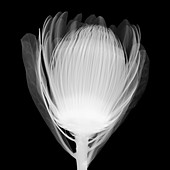 Sugar bush (Protea sp.), X-ray