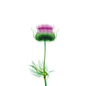 Thistle, X-ray