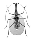 Gray's leaf insect, X-ray