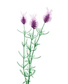 Lavender, X-ray