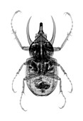 Atlas beetle, X-ray