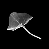 Cyclamen leaf, X-ray